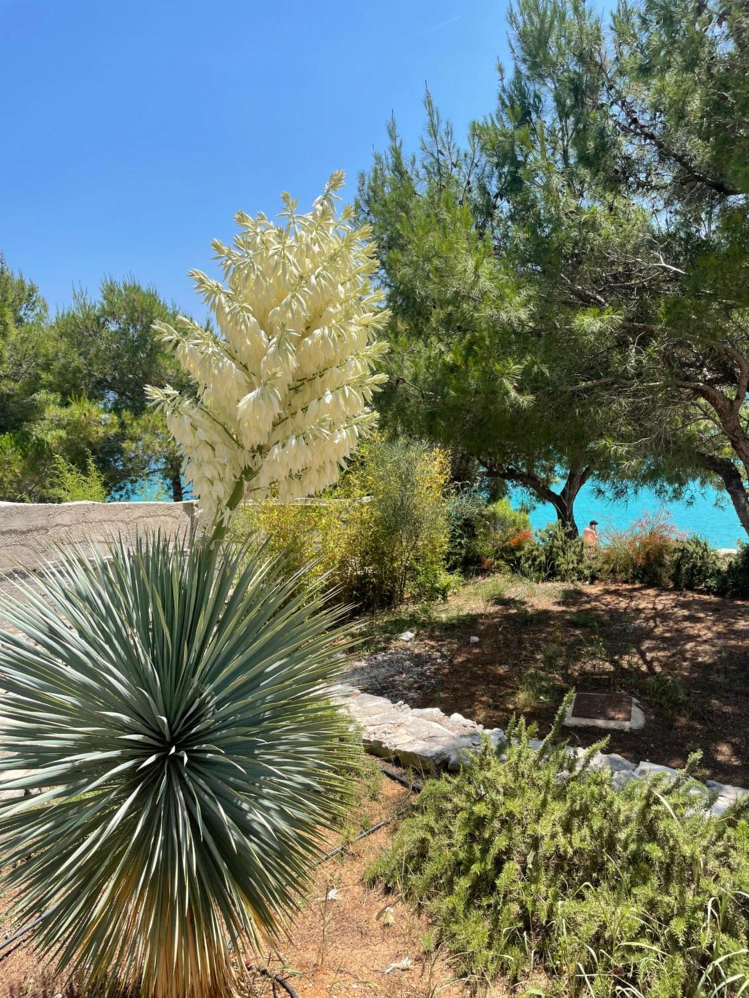 Luxury Villa Kate - In Lucice Bay With Turquoise Sea, Amazing Seaviews, And Heated Pool Milna  Exterior foto